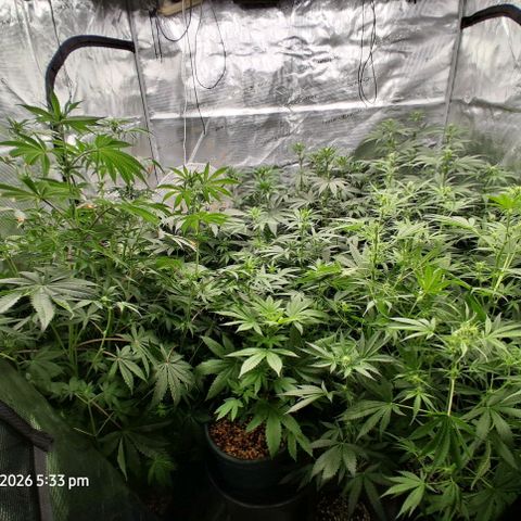 Cbd ratio 1:30 growlog timeline photo