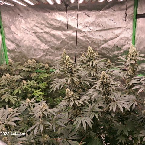 Cbd ratio 1:30 growlog timeline photo