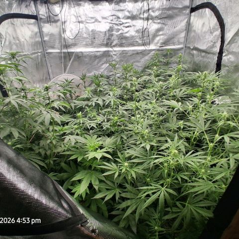 Cbd ratio 1:30 growlog timeline photo