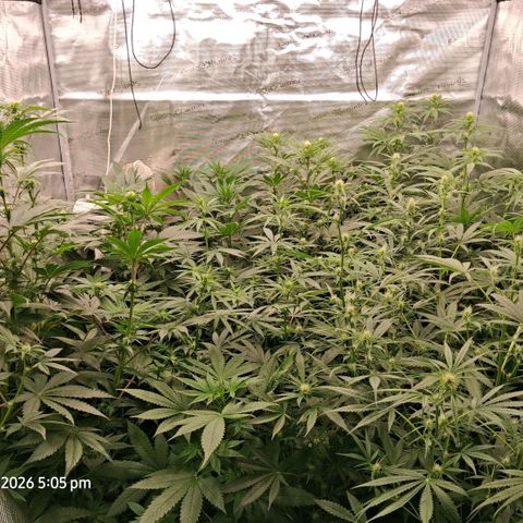 Cbd ratio 1:30 growlog timeline photo