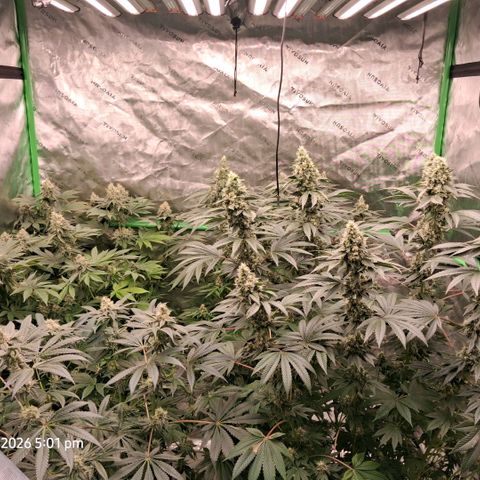 Cbd ratio 1:30 growlog timeline photo