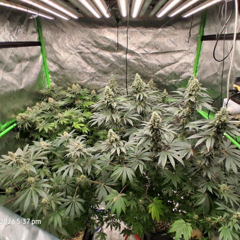Cbd ratio 1:30 growlog timeline photo