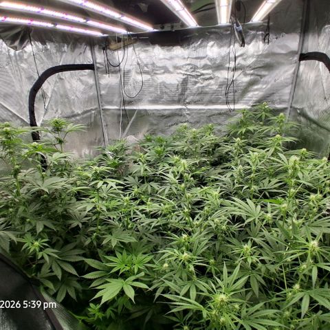 Cbd ratio 1:30 growlog timeline photo