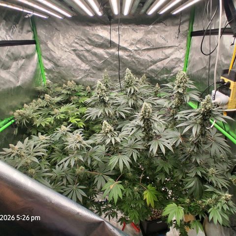 Cbd ratio 1:30 growlog timeline photo