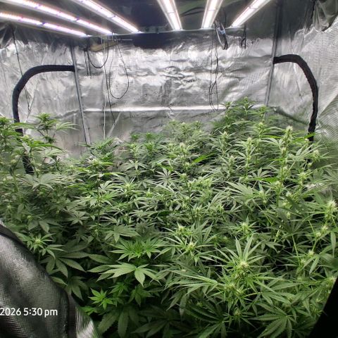 Cbd ratio 1:30 growlog timeline photo