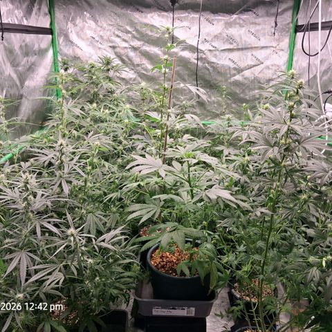 Cbd ratio 1:30 growlog timeline photo