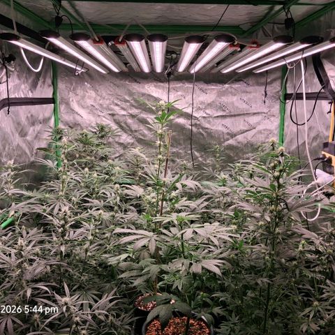 Cbd ratio 1:30 growlog timeline photo