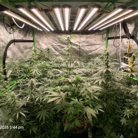 Cbd ratio 1:30 growlog timeline photo