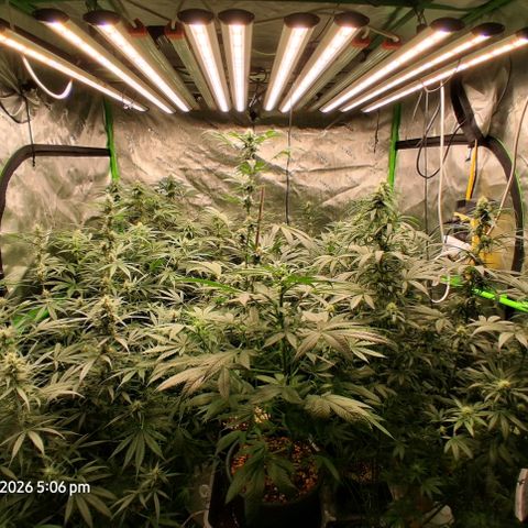 Cbd ratio 1:30 growlog timeline photo