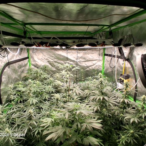 Cbd ratio 1:30 growlog timeline photo