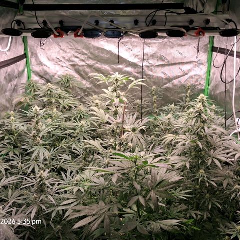 Cbd ratio 1:30 growlog timeline photo