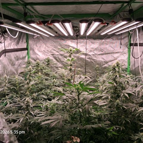 Cbd ratio 1:30 growlog timeline photo