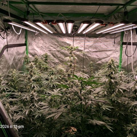 Cbd ratio 1:30 growlog timeline photo