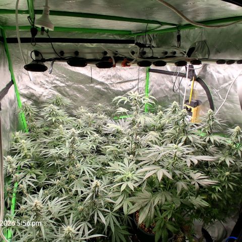 Cbd ratio 1:30 growlog timeline photo
