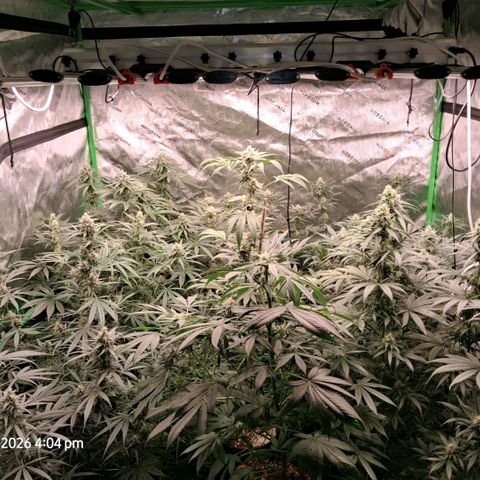 Cbd ratio 1:30 growlog timeline photo