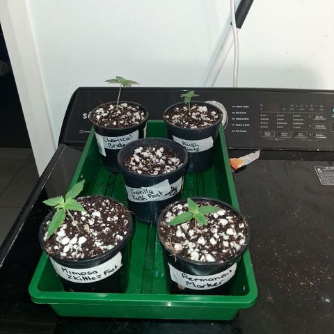 Gorilla Kush Fast growlog timeline photo