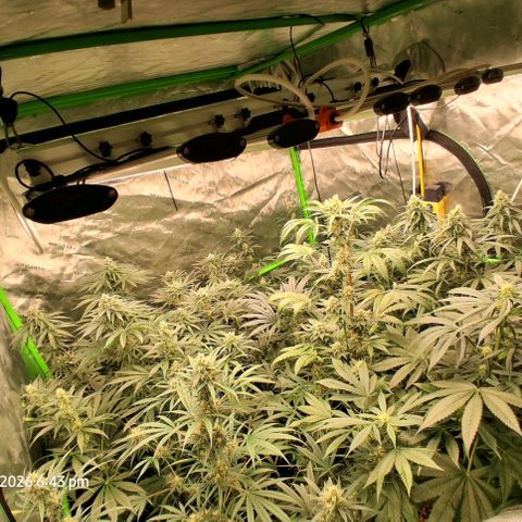 Cbd ratio 1:30 growlog timeline photo