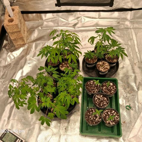 Gorilla Kush Fast growlog timeline photo