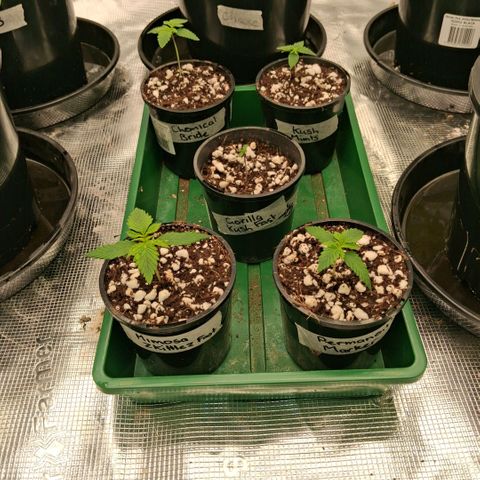 Gorilla Kush Fast growlog timeline photo