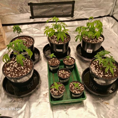 Gorilla Kush Fast growlog timeline photo