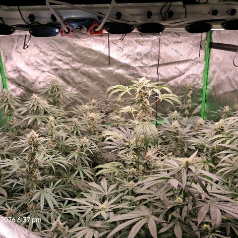 Cbd ratio 1:30 growlog timeline photo