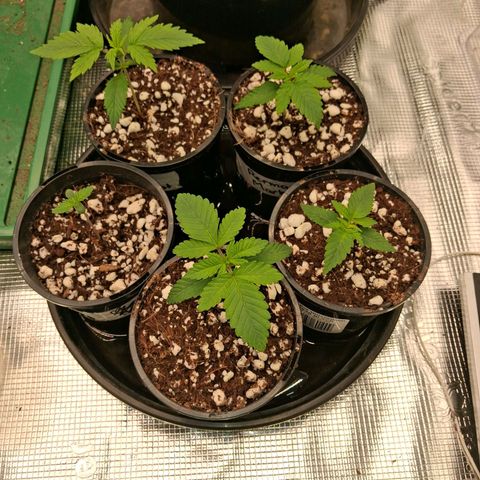Gorilla Kush Fast growlog timeline photo