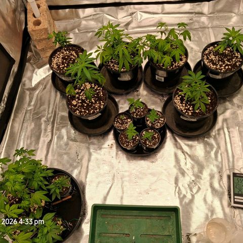 Gorilla Kush Fast growlog timeline photo