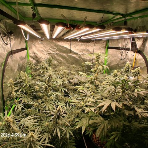 Cbd ratio 1:30 growlog timeline photo