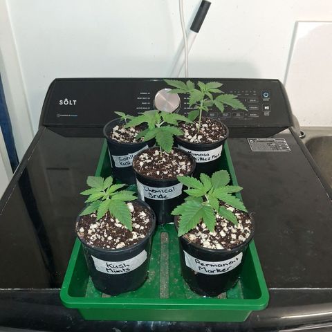 Gorilla Kush Fast growlog timeline photo