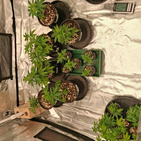 Gorilla Kush Fast growlog timeline photo