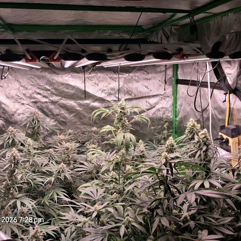 Cbd ratio 1:30 growlog timeline photo