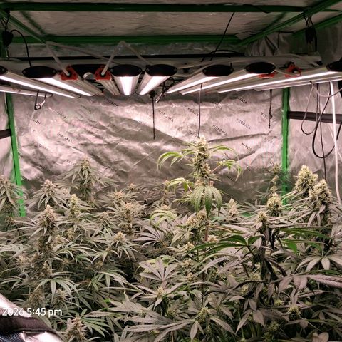 Cbd ratio 1:30 growlog timeline photo