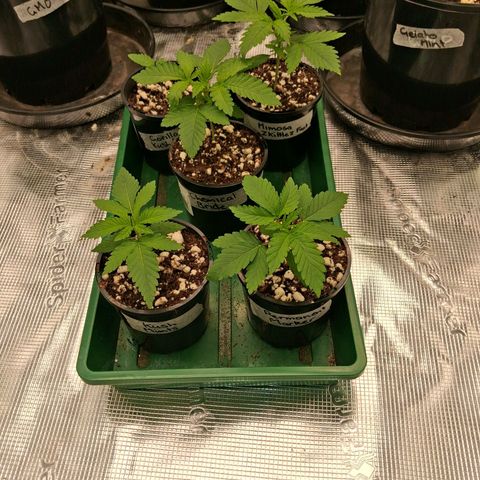 Gorilla Kush Fast growlog timeline photo