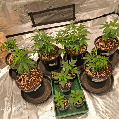Gorilla Kush Fast growlog timeline photo