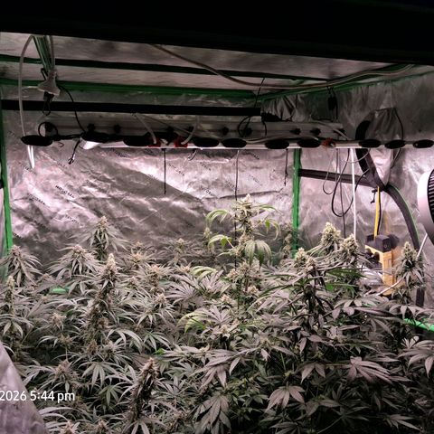 Cbd ratio 1:30 growlog timeline photo