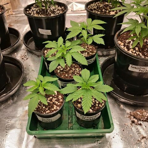 Gorilla Kush Fast growlog timeline photo