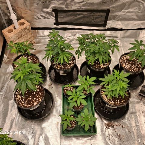 Gorilla Kush Fast growlog timeline photo