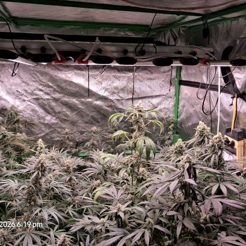 Cbd ratio 1:30 growlog timeline photo
