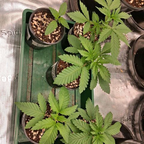 Gorilla Kush Fast growlog timeline photo