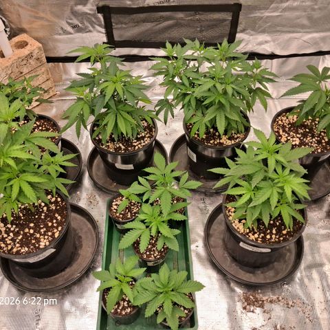 Gorilla Kush Fast growlog timeline photo