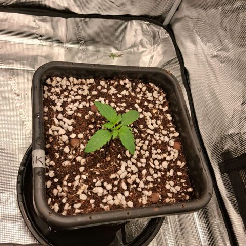 Gorilla Kush Fast growlog timeline photo