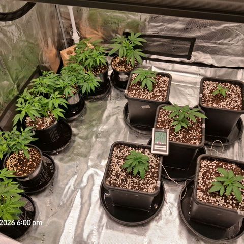 Gorilla Kush Fast growlog timeline photo