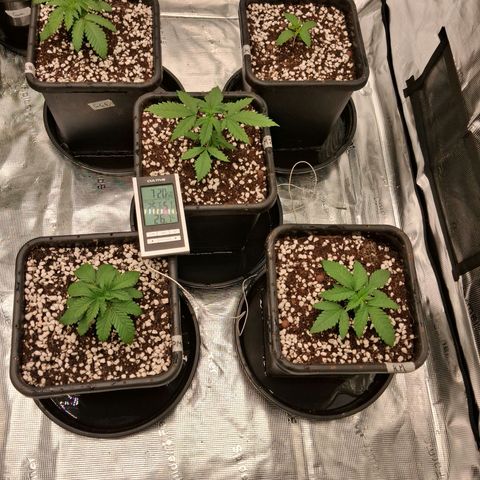 Gorilla Kush Fast growlog timeline photo