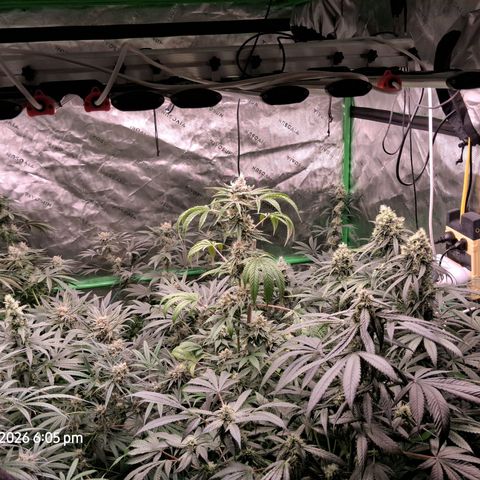 Cbd ratio 1:30 growlog timeline photo