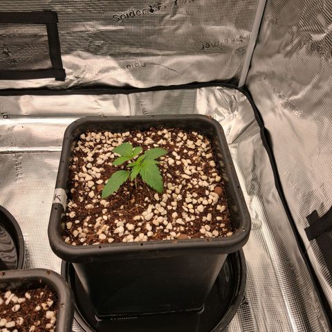 Gorilla Kush Fast growlog timeline photo