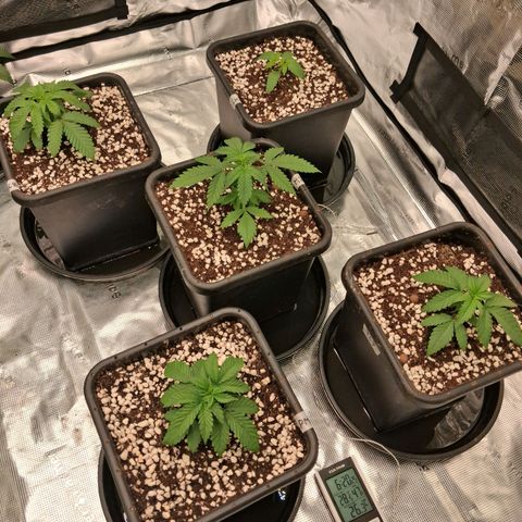 Gorilla Kush Fast growlog timeline photo