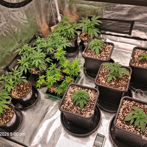 Gorilla Kush Fast growlog timeline photo