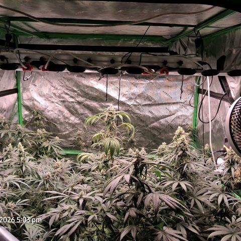 Cbd ratio 1:30 growlog timeline photo