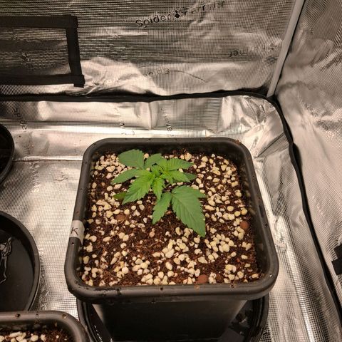 Gorilla Kush Fast growlog timeline photo