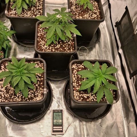 Gorilla Kush Fast growlog timeline photo